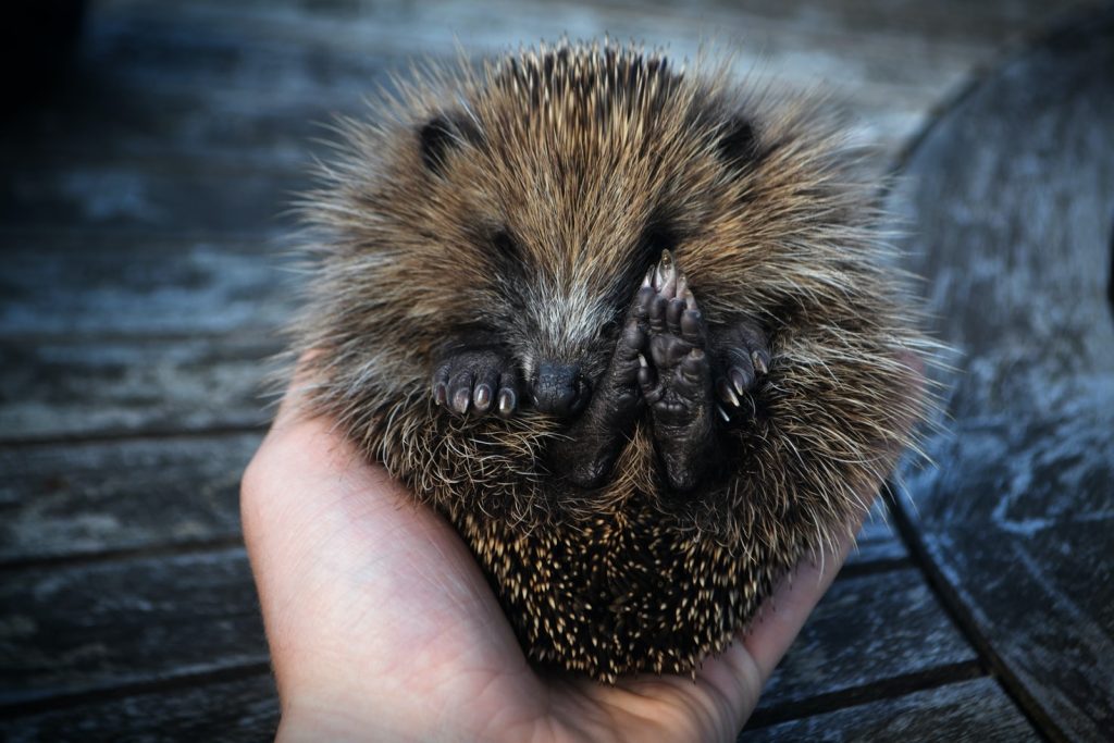 hérisson sauver et protéger les animaux des parcs et jardins