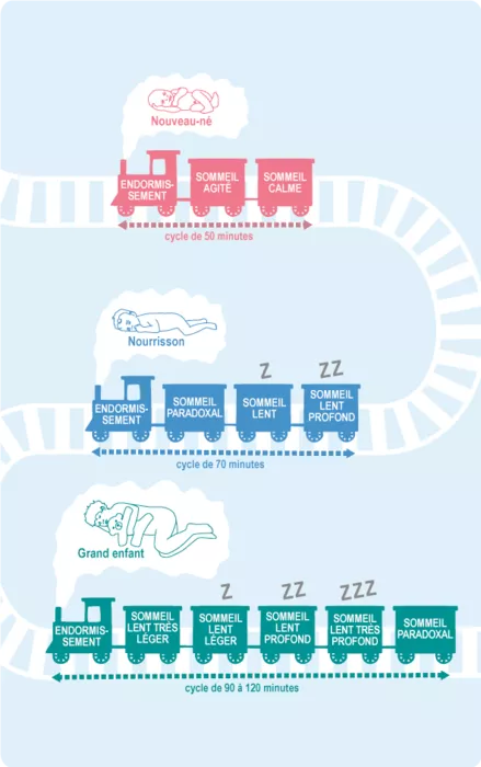 schéma représentant les phases du sommeil