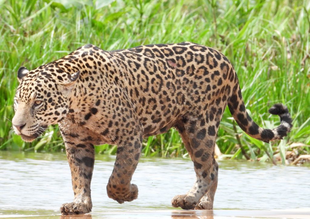 Jaguar du zoo de Bordeaux Pessac
