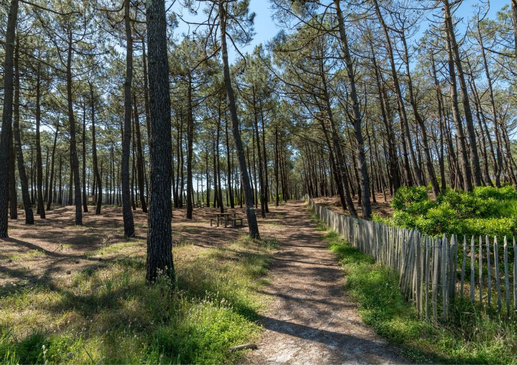 Forêt région Aquitaine