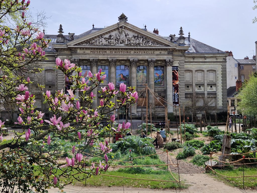 Par MuseumNantes — Travail personnel, CC BY-SA 4.0, https://commons.wikimedia.org/w/index.php?curid=132514017