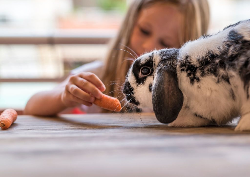 enfant qui nourrit un lapin