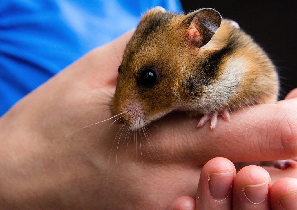 enfant avec un hamster