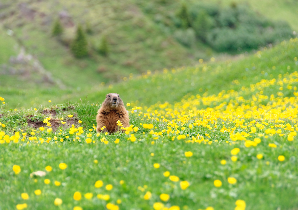 découverte marmottes enfants courchevel
